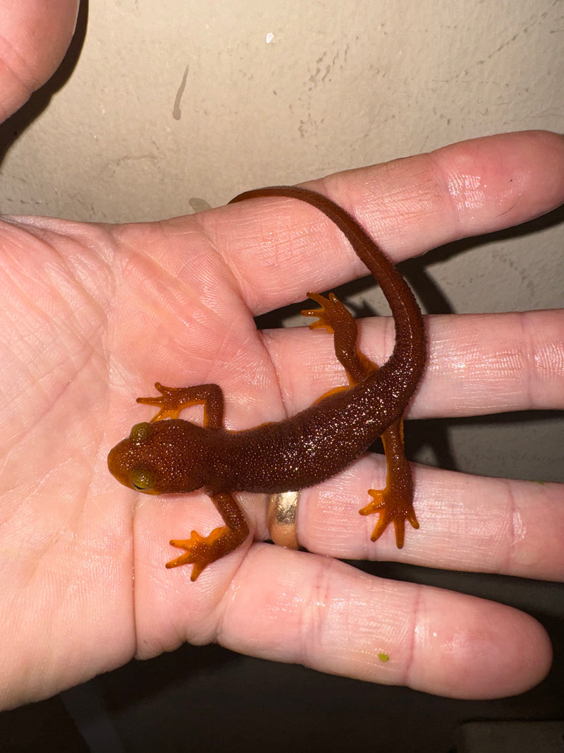 California Orange Bellied Newt Adults (Taricha torosa)