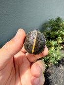 Pastel  Southern Painted Turtle 2026