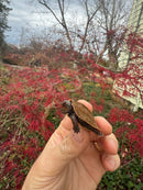 Hi Orange Vietnamese Black Breasted Leaf Turtle Baby 2025