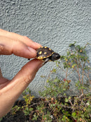 Hi Color Eastern Box Turtle Baby
