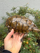 Spanish Pond Turtle Adullt Pair