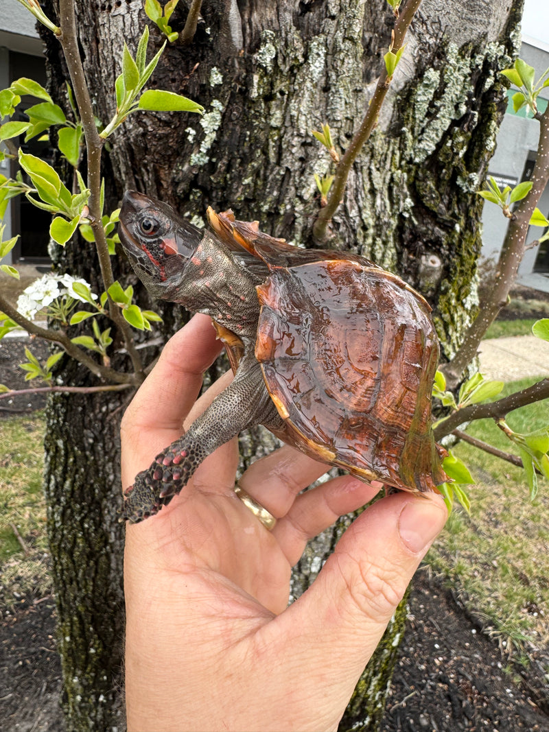Spiny Hill Turtles For Sale | American Reptile Distributors