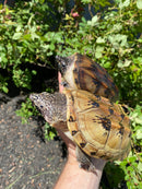 Mexican Giant Musk Adult Pair