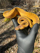 Pastel Pinstripe Low White Pied Ball Python Female