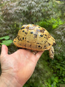 Libyan Greek Tortoise Adult Female