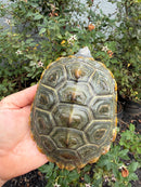 Northern Diamondback Terrapin Adult Female