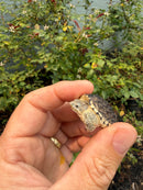 Hypomelanistic Common Snapping Turtle 2026
