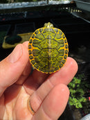 Orange Flame Baby Florida Red Bellied Turtle 2025