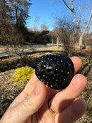 Spotted Turtle 2023 Female