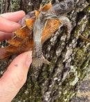 Spiny Hill Turtle CB 2024