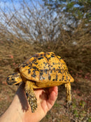 Libyan Greek Tortoise Adult Female