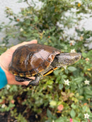 Franco-Italian Pond Turtle Adult Female