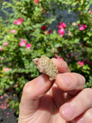 Albino Florida Snapping Turtle 2026