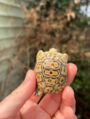 Leopard Tortoise 2024