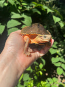 Golden Coin Box Turtle Adult Female (Cuora trifasciata )