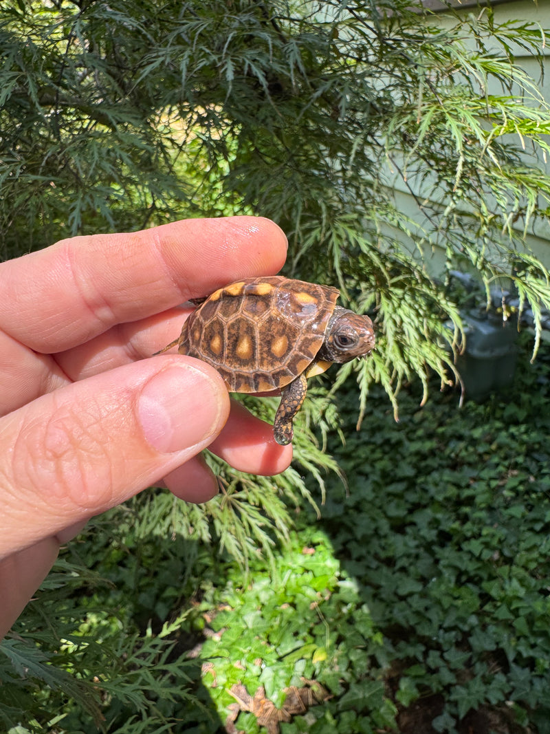 Hi Color Orange Baby Eastern Box Turtle