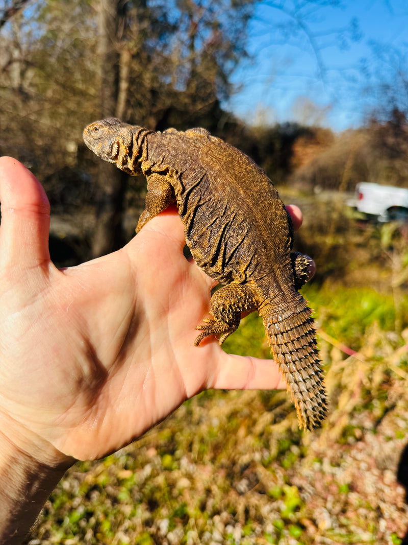 Super Red Niger Uromastyx Adult Pair