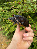 White Lipped Mud Turtle Adult Pair