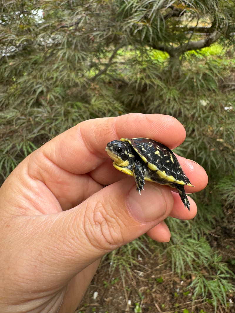 HI YELLOW Florida Box Turtle Baby 2024