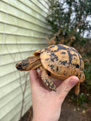 Jordanian Golden Greek Tortoise Female