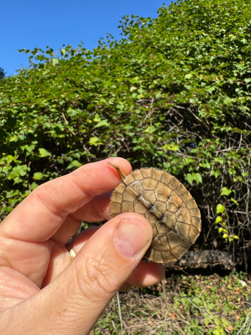 Golden Coin Box Turtle 2025