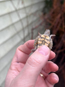 Texas Map Turtle Baby (Graptemus versa)