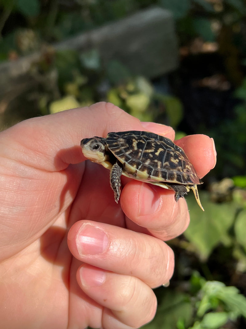 HI YELLOW Florida Box Turtle Baby