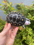 Ornate Flowerback Diamondback Terrapin Female