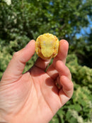 Albino Yellow Bellied Slider Turtle Male