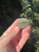 Cagle's  Map Turtle Baby (Graptemus caglei)