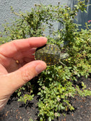 Florida Red Bellied Turtle X Peacock Slider
