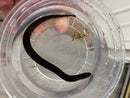 Two Toed Amphiuma CB Babies  (Amphiuma means)