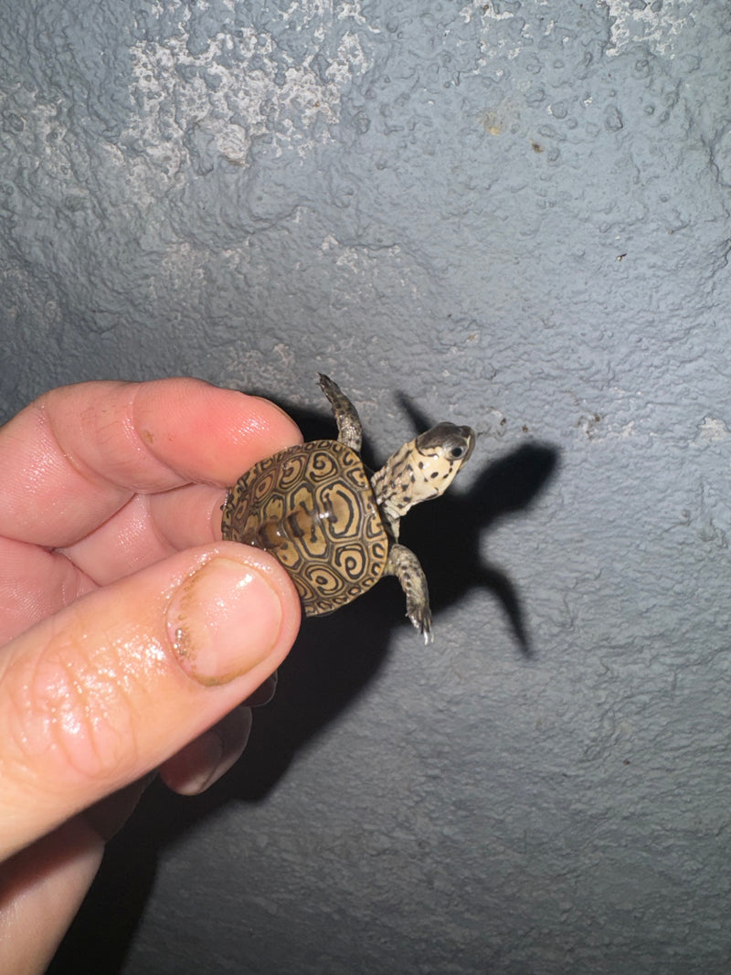 Hi White Concentric Diamondback Terrapin 2024