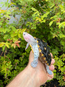 Ornate Diamondback Terrapin Female