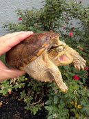 Hypomelanistic Common Snapping Turtle 2024