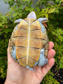 Ornate Diamondback Terrapin Female