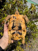 Libyan Greek Tortoise Adult Male