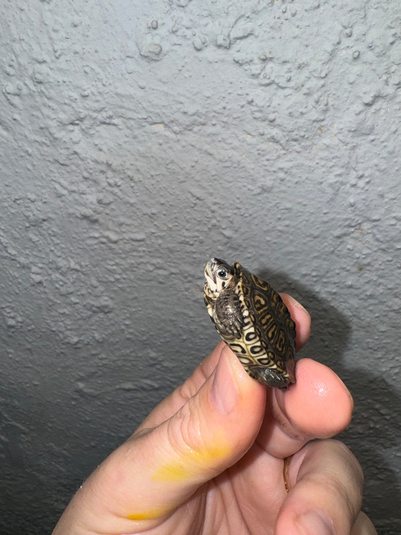 Hi White Concentric Diamondback Terrapin 2024