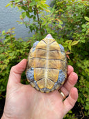Ornate Diamondback Terrapin Female