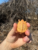 Baby Albino Common Snapping Turtle Female