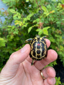 Spider Tortoise Baby