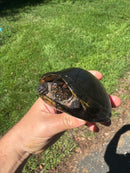 Tobasco Mud Turtle Adult Trio