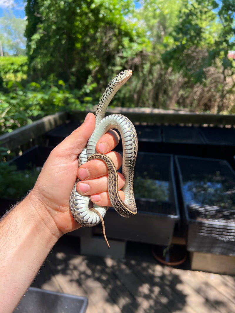 Florida Blue Garter Snake Adult Female