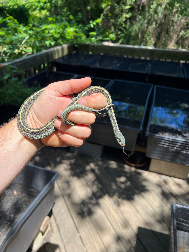 Florida Blue Garter Snake Adult Male