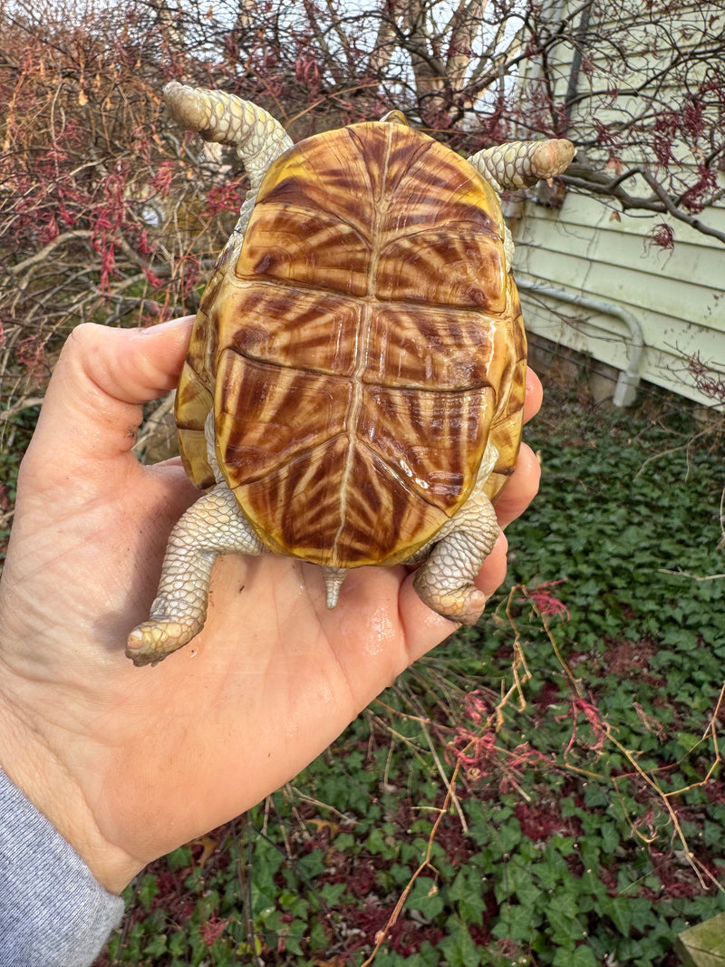 Desert Box Turtle Adult Female CB