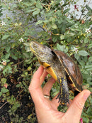 Franco-Italian Pond Turtle Adult Female