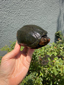 Red Cheeked Mud Turtle Adult Trio