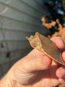 Nile Softshell Baby USA CB