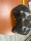 Barbados Red Foot Tortoise Adult Male