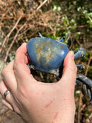 Trinidad Electric Blue Giant Land Crab (Cardisoma guanhumi)